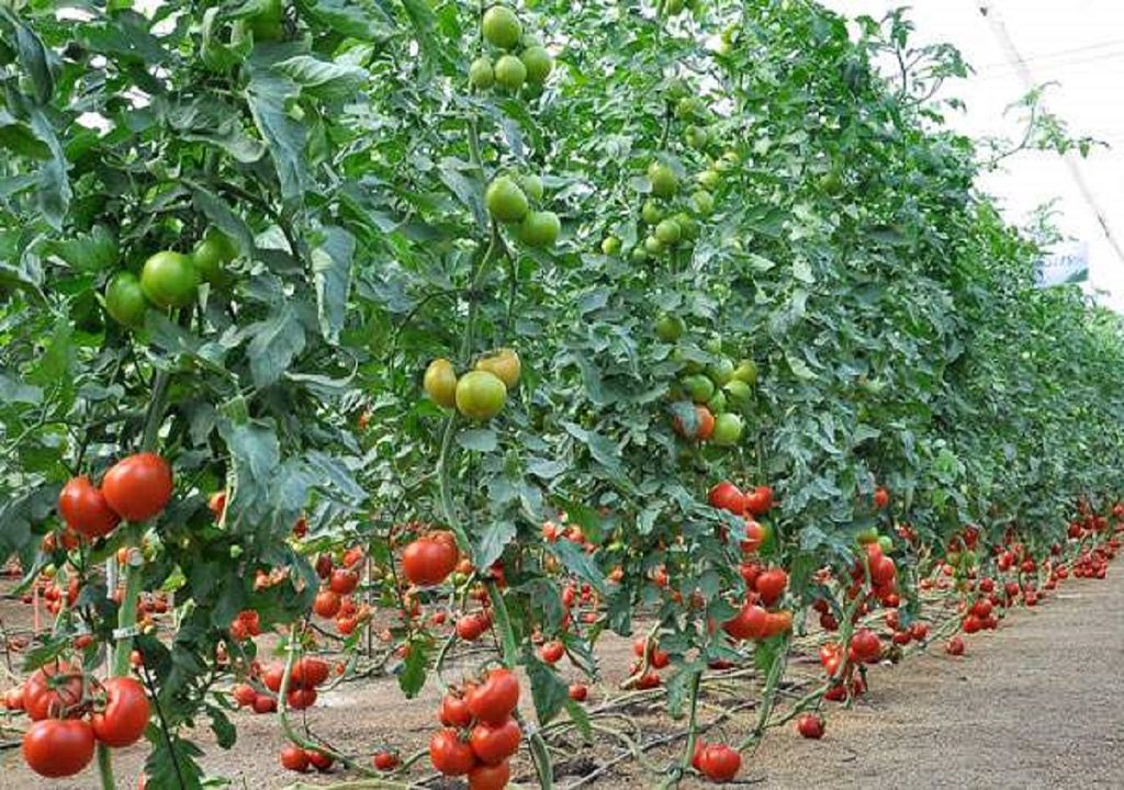 Portainjerto de tomates Portainjerto de tomates