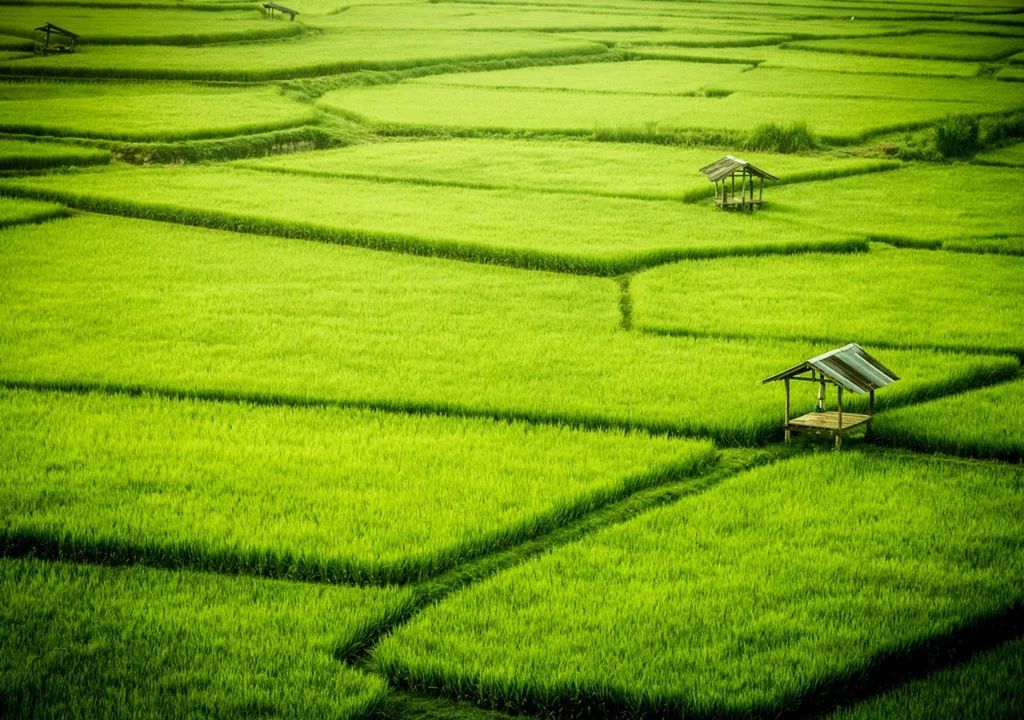 El arroz es un cultivo básico para millones de personas El arroz es un cultivo básico para millones de personas