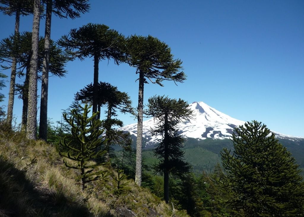 El Cambio Climático Amenaza Los Bosques De Araucaria Bosque modelo de araucarias de Alto Malleco (Chile)