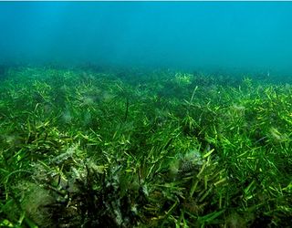 El cambio climático amenaza los mayores almacenes de dióxido de carbono en praderas marinas