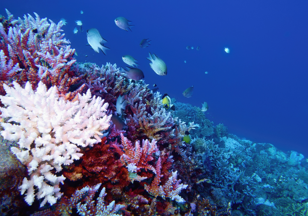 El calor oceánico obliga al coral a expulsar las algas que le dan color y energía; sin ellas, se blanquea y se debilita.