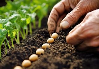 As mudanças climáticas diluem os nutrientes das plantas e isso afetaria os animais em toda a cadeia alimentar