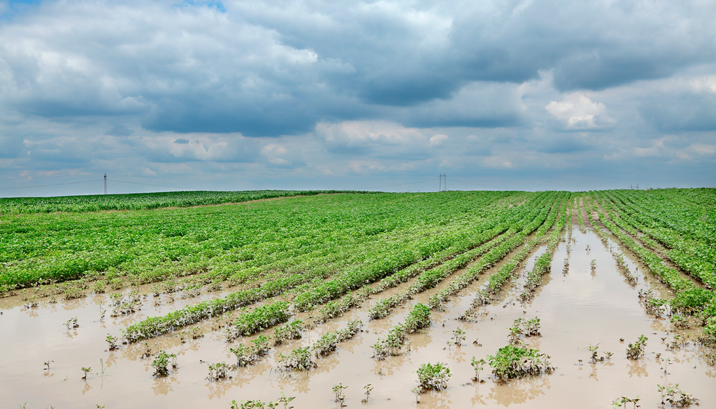 Tiene que llover... pero cuando tiene que llover y donde tiene que llover. Si no, los alimentos que antes se cultivaban en esas zonas tienen que cambiar.