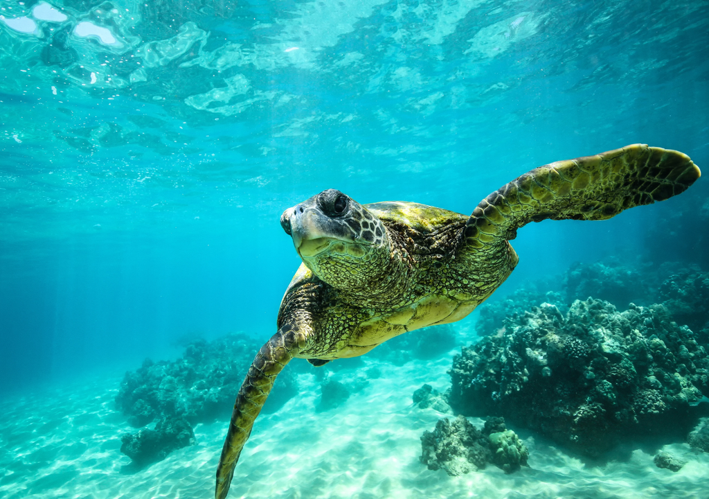 Esta especie se puede encontrar en todo el mundo, principalmente en las regiones subtropicales y templadas de los océanos Atlántico, Pacífico e Índico, y en el mar Mediterráneo.