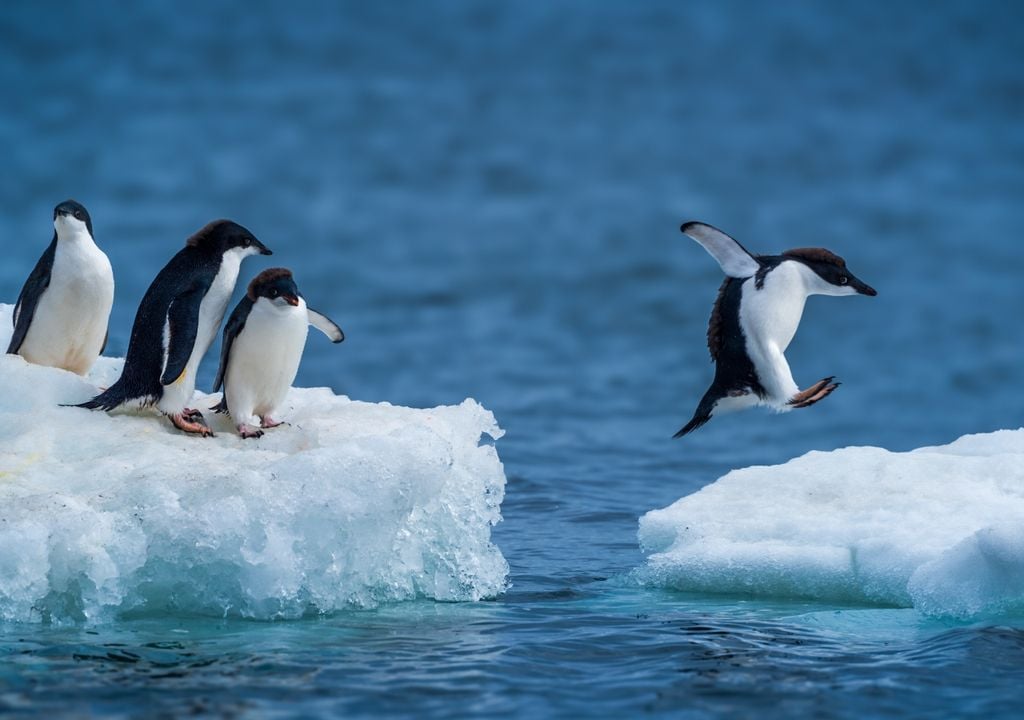 Los pingüinos adelia son una de las especies más afectadas por el adelantamiento de la temporada reproductiva.