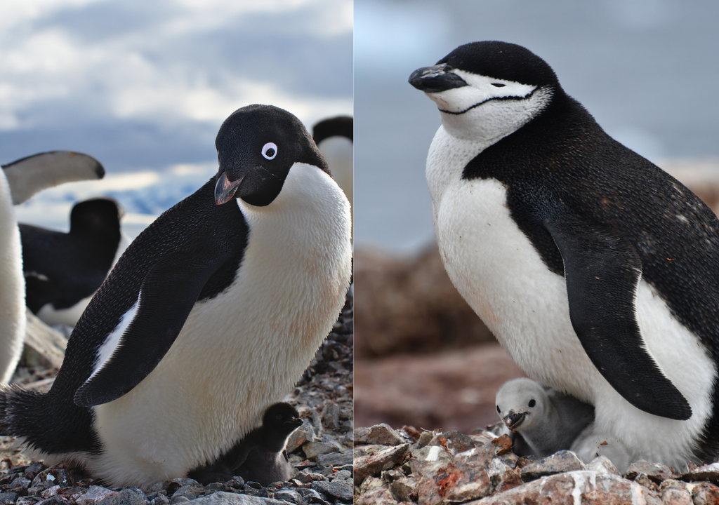 A la izquierda, pingüino de la especie adelia con su cría. A la derecha, especie barbijo y una cría. Crédito: Ignacio Juarez Martinez.