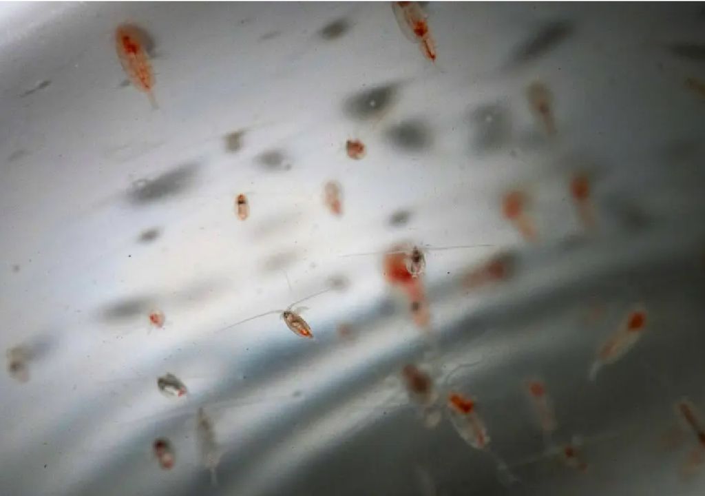 fitoplancton Calanus y Euchaeta