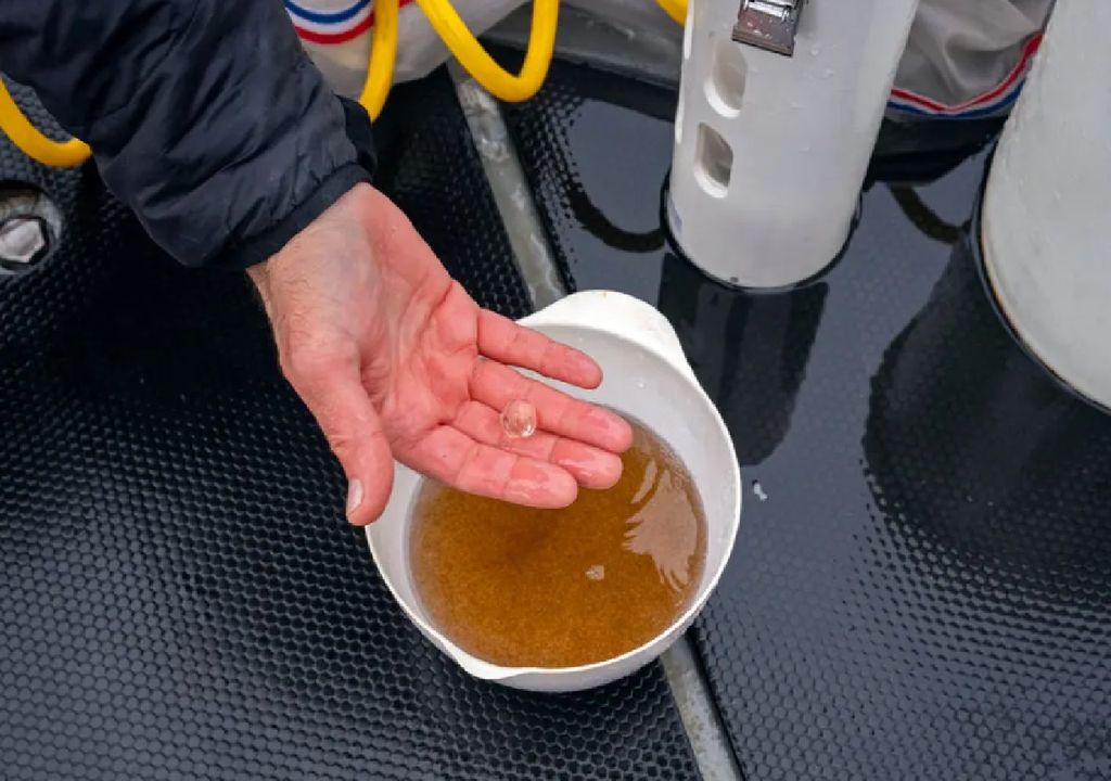 muestra de agua de mar marrón por las algas.