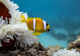 El cambio climático está amenazando el ecosistema de peces payaso y anémonas 