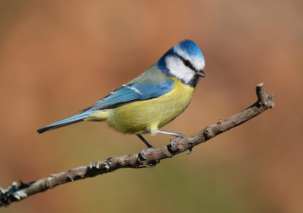 Oiseaux de couleur du changement climatique Mésange bleue