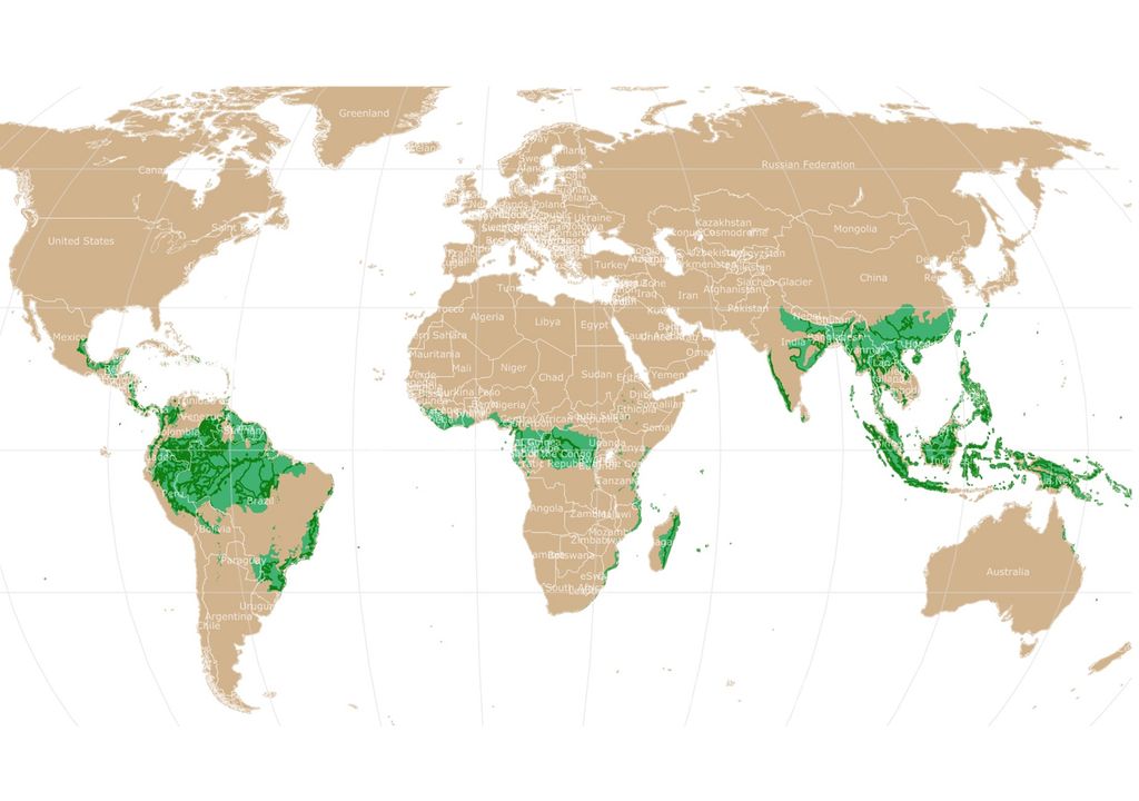 Bosques tropicales Bosques tropicales