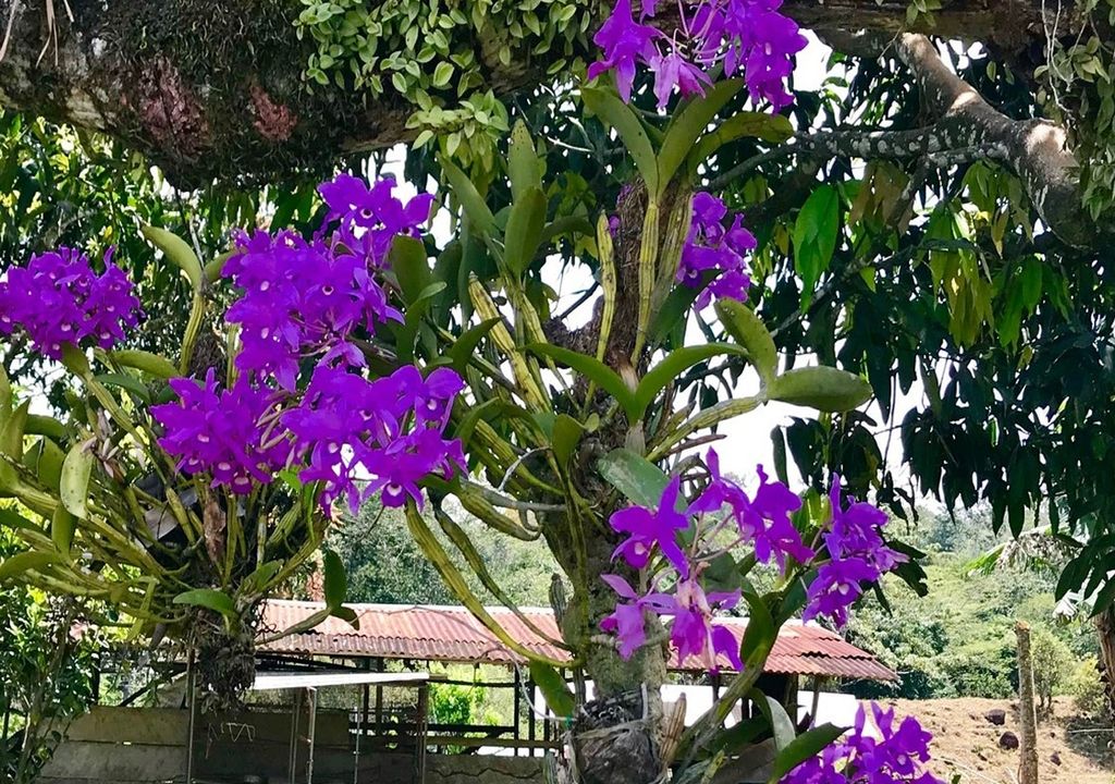 Orquideas Costa Rica Orquideas Costa Rica