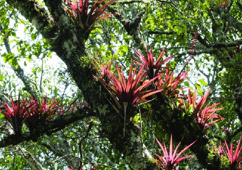 Plantas epifitas Plantas epifitas