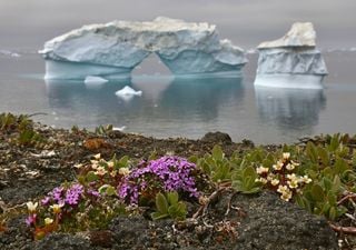 El cambio climático evoluciona parte del ecosistema en Groenlandia