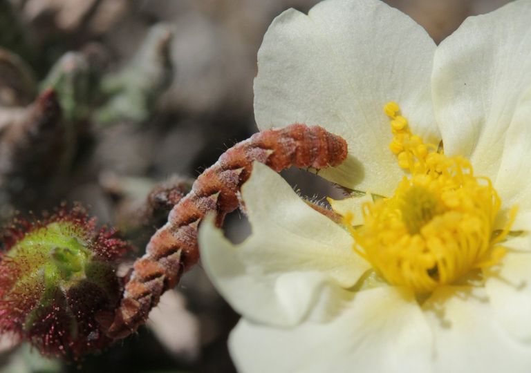 Ecosistemas en Groenlandia evolucionan debido al cambio climático Ecosistemas en Groenlandia evolucionan debido al cambio climático