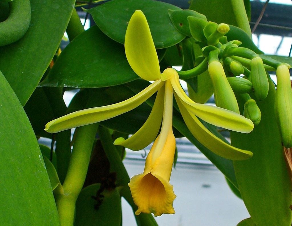 La vanille est extraite d'une orchidée, la seule à usage industriel.