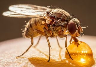 El cambio clim&aacute;tico podr&iacute;a acelerar la evoluci&oacute;n de los seres vivos: lo que le pas&oacute; a una mosca puede cambiar todo