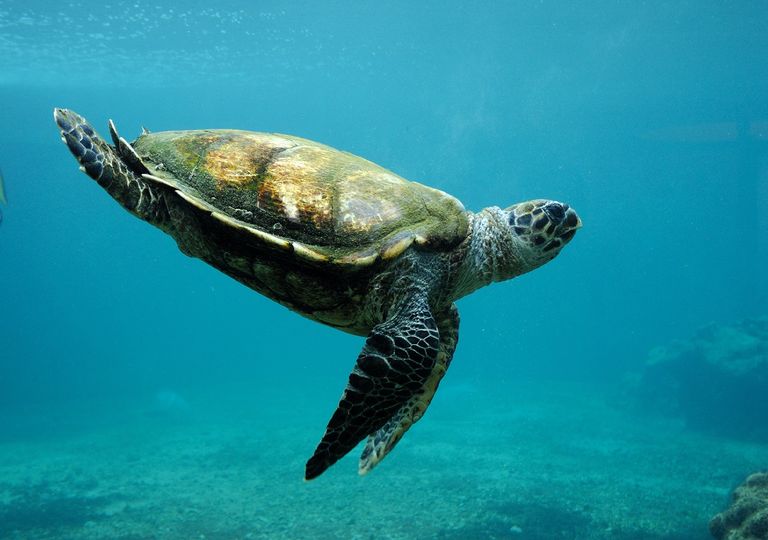 Mudança climática poderia causar uma extinção marinha em massa Mudança climática poderia causar uma extinção marinha em massa