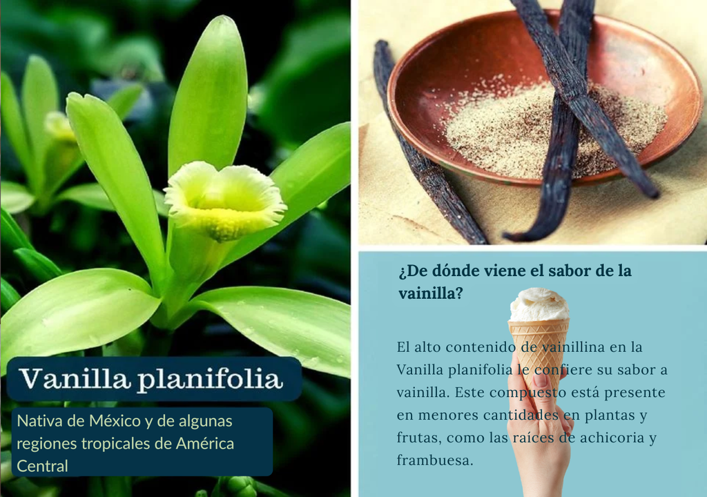 infografía vainilla infografía vainilla