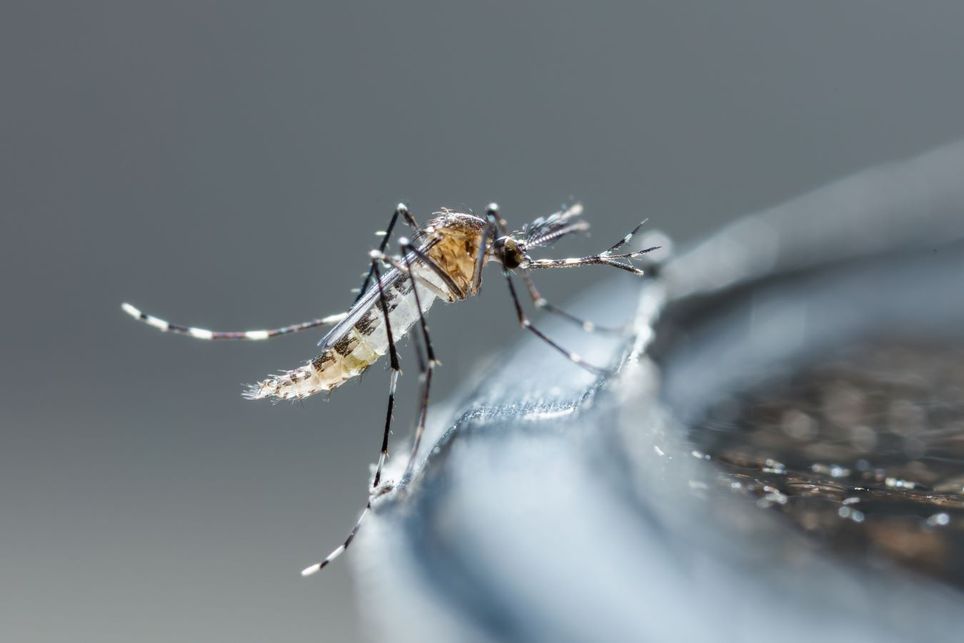 El cambió climático provoca preocupante incremento de casos de dengue en las Américas: OPS . Noticias en tiempo real