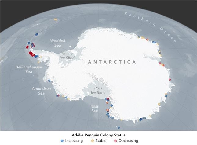 El Cambio Climático Puede Desplazar O Reducir El Hábitat Del Pingüino