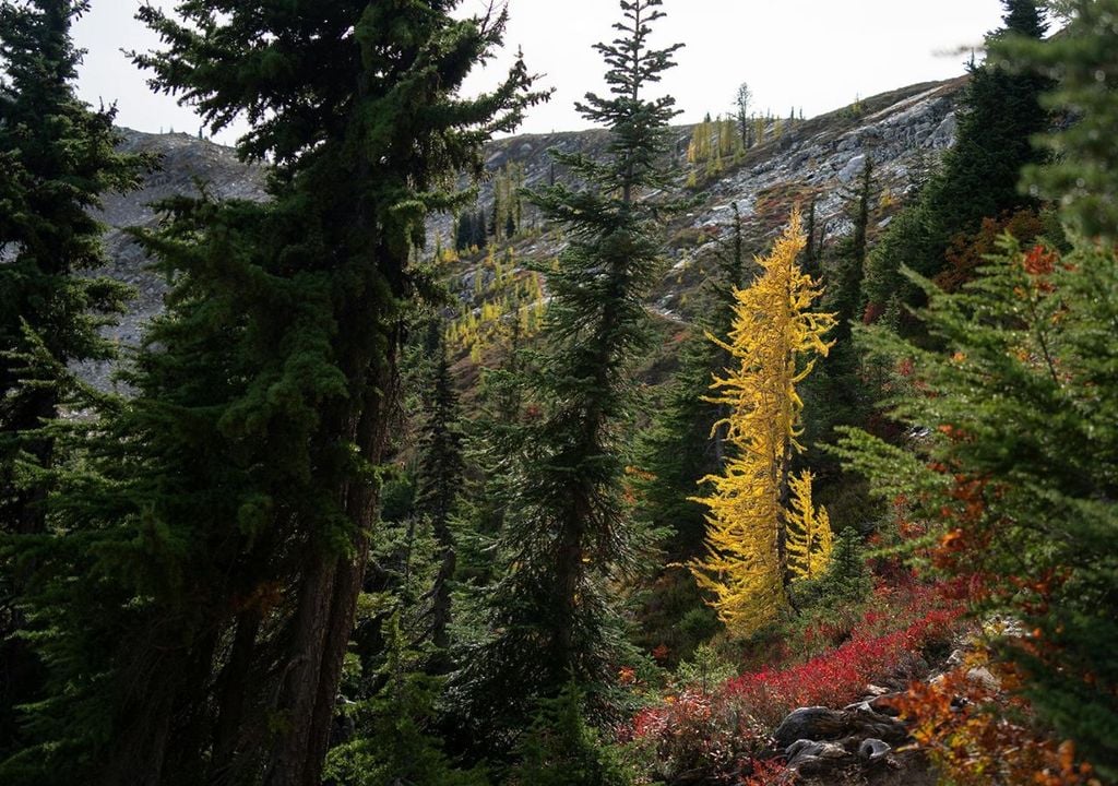 Bosques de alerce Bosques de alerce