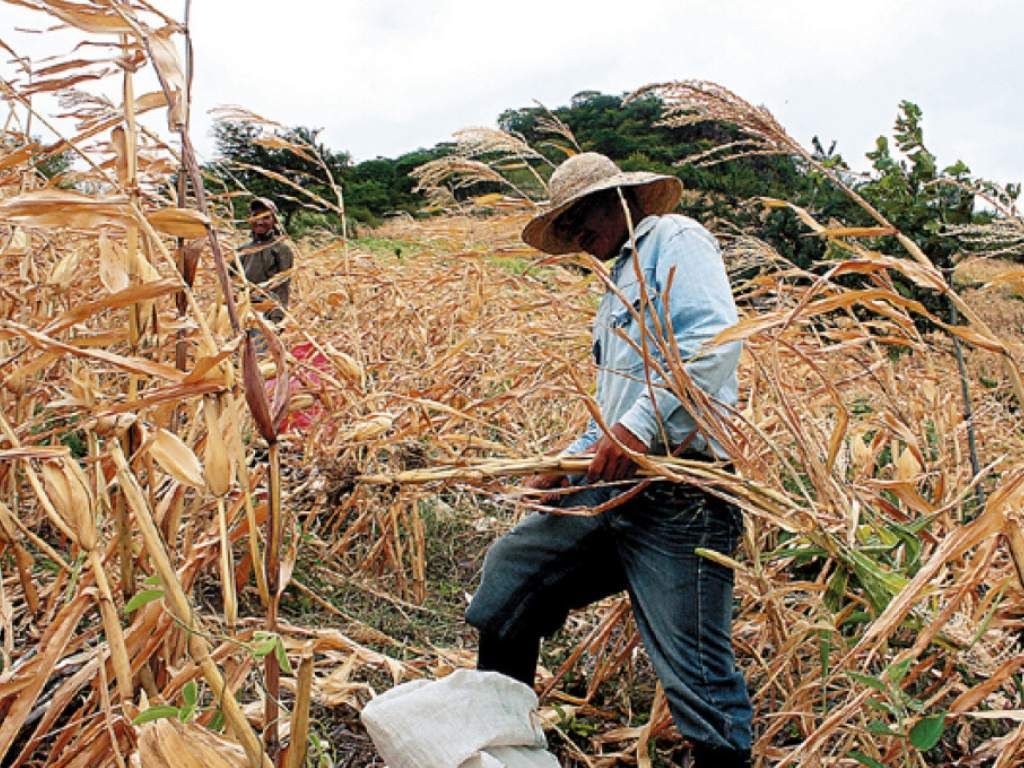 La tierra podría ser cada vez más complicada de cultivar, lo que generaría mayor migración. Fotografía: El Heraldo La tierra podría ser cada vez más complicada de cultivar, lo que generaría mayor migración. Fotografía: El Heraldo