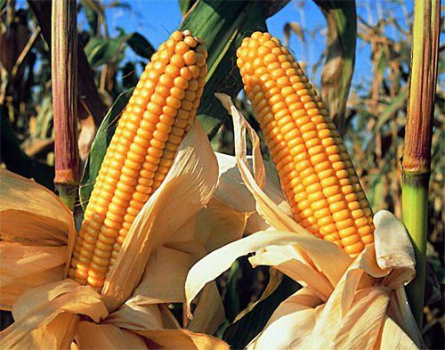 El Cambio De Clima Amenaza Los Estándares De Vida En Europa Con el calentamiento del planeta ¿podremos ver como la agricultura cambia en algunos paísesdonde anteriormente algunas especies no se daban?