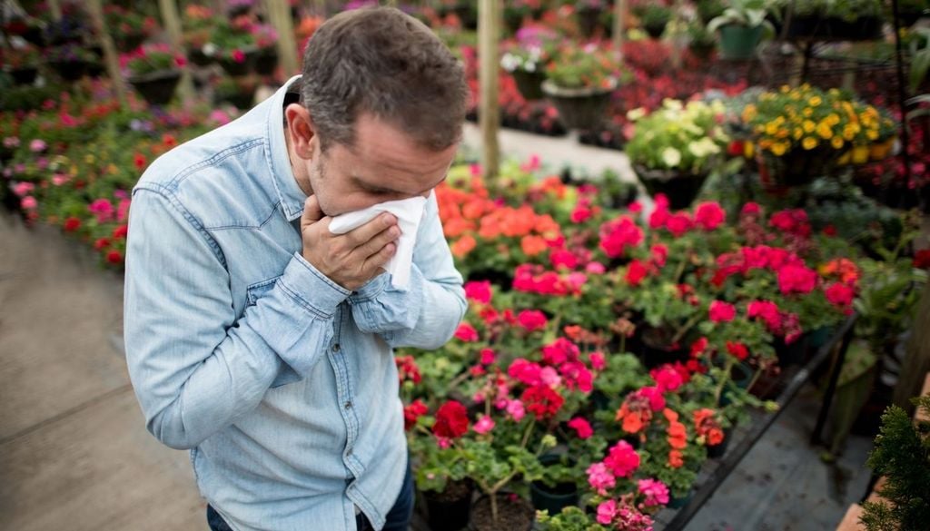 Alergias A esto se suman las alergias, ya que el polen activa una respuesta inmunitaria que libera histamina, una molécula que puede atravesar la barrera hematoencefálica y afectar funciones cerebrales relacionadas con la regulación emocional.