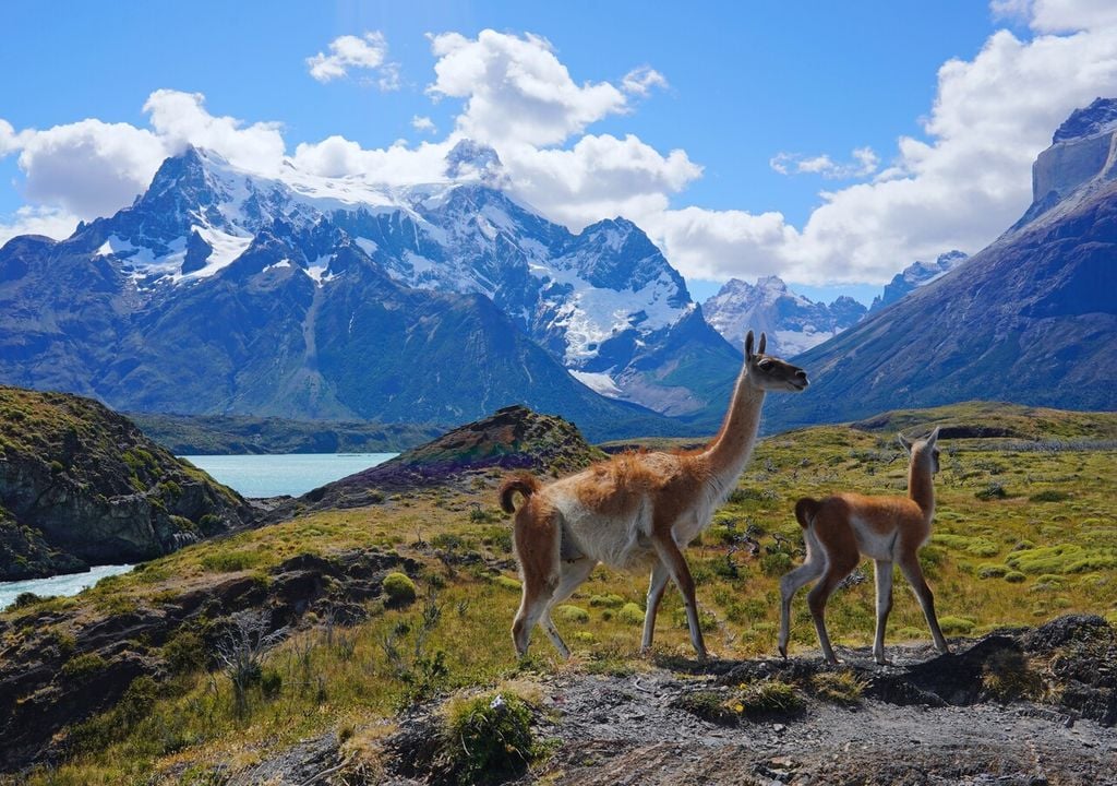 camelidos chile camelidos chile