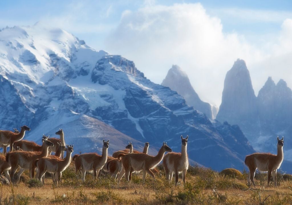 guanacos manada guanacos manada