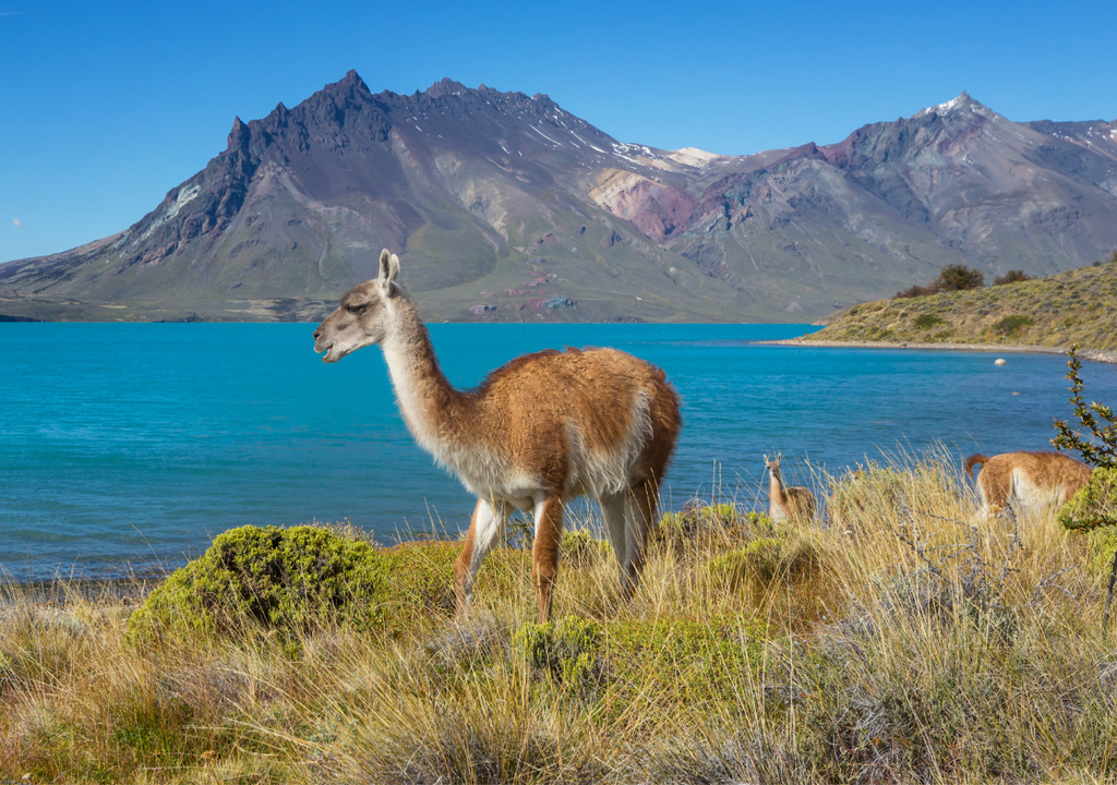 Guanaco, el camello de la Patagonia El guanaco es esencial para la biodiversidad de la Patagonia.