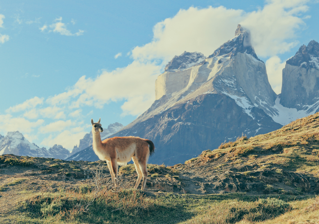 Guanaco, el camello de la Patagonia Los pumas suelen cazar guanacos jóvenes, crías o ejemplares que se alejan de la manada.