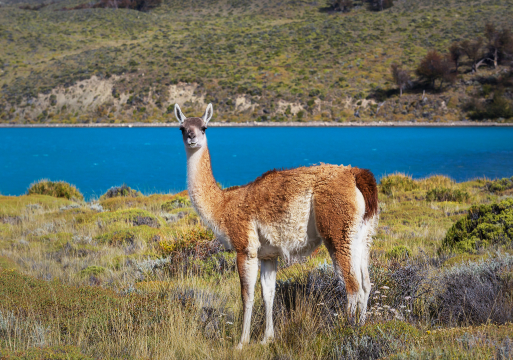 Guanaco, el camello de la Patagonia El guanaco es un animal que se encuentra el peligro de extinción.