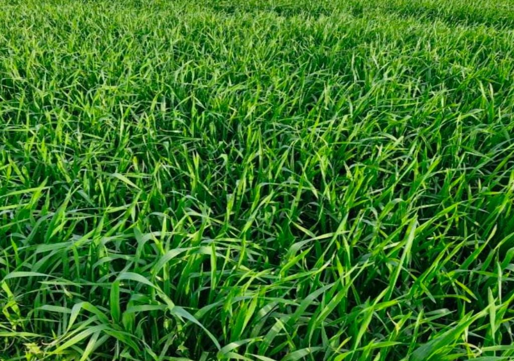 trigo Las buenas reservas de humedad sostienen el potencial del trigo, que avanza con perspectivas favorables en gran parte del área agrícola argentina.