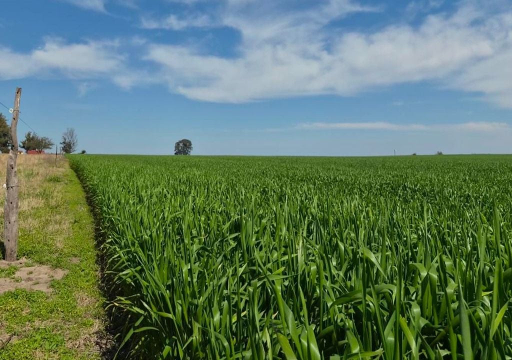 trigo Trigo en inicio de encañazón, sembrado en Enrique Carbó, provincia de Entre Ríos. Gentileza: Luis Tronco, para la Bolsa de Cereales de Buenos Aires