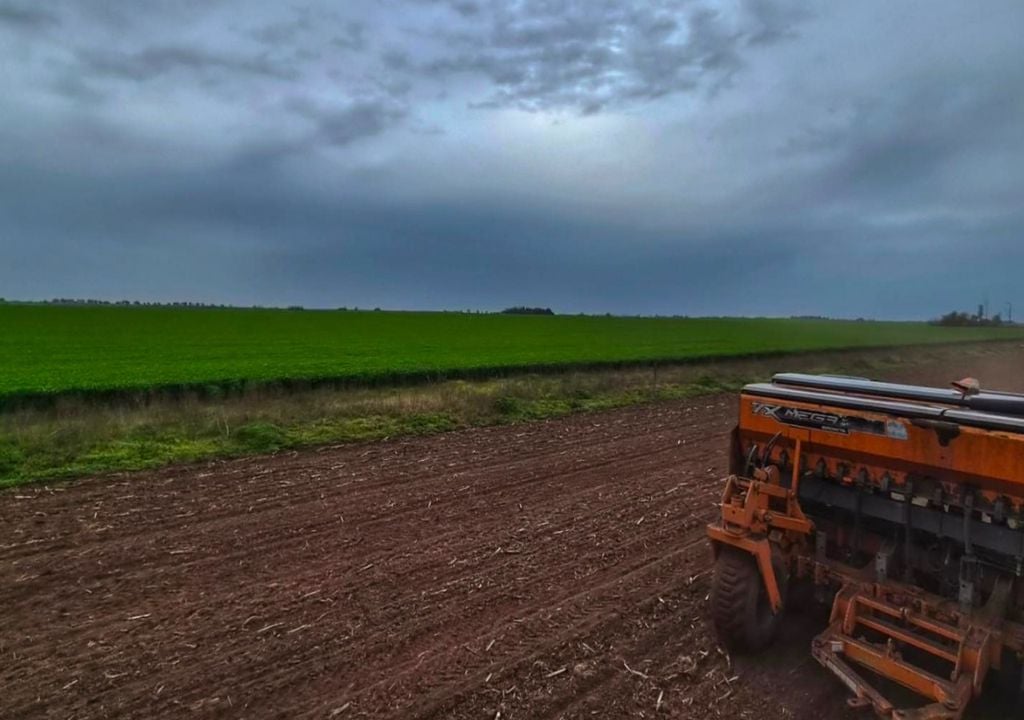 maiz Siembra de maíz temprano, implantado en la localidad de Enrique Carbó, provincia de Entre Ríos. Gentileza: Luis Tronco, para la Bolsa de Cereales de Buenos Aires