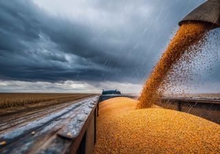 El campo mira m&aacute;s all&aacute; de la cosecha: las lluvias frenan las labores, pero alimentan la expectativa por El Ni&ntilde;o