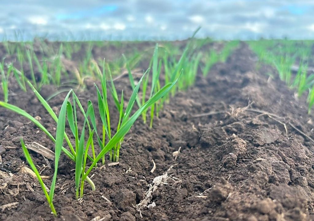 trigo Las plántulas de trigo cubren el suelo mientras el cultivo aprovecha la humedad acumulada. Gentileza: Dante Garcíandía para la Bolsa de Cereales de Buenos Aires.