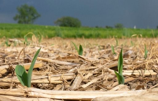 El campo tiene agua, pero le falta sol: qu&eacute; est&aacute; pasando con el trigo y la siembra gruesa