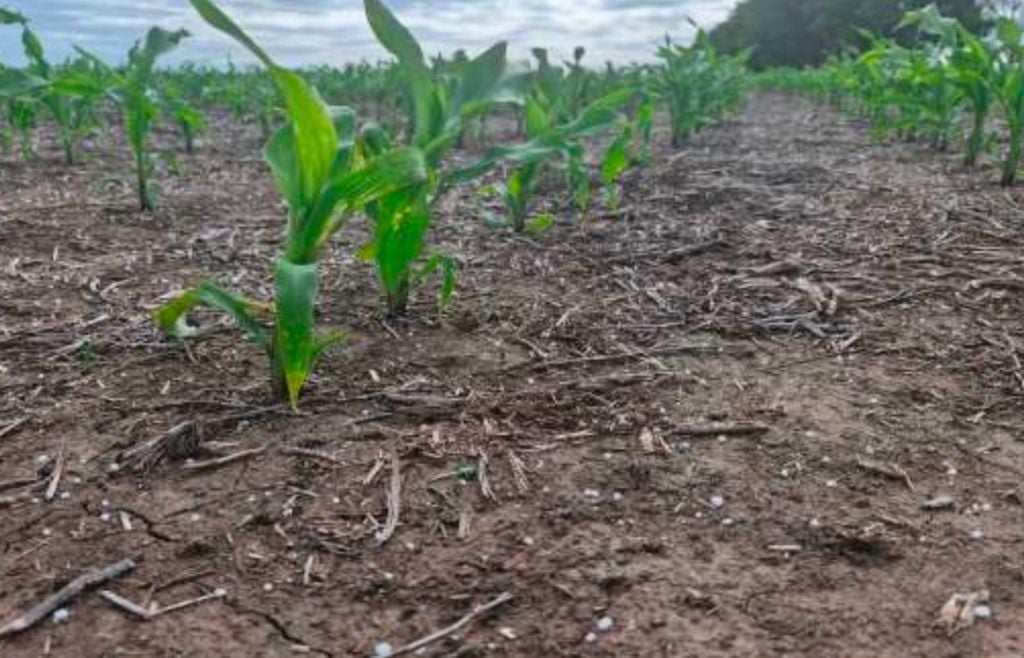 maiz Lote con maíz temprano (de primera), en pleno proceso de desarrollo vegetativo con fertilización nitrogenada, en el centro del departamento Castellanos, provincia de Santa Fe. Gentileza: Bolsa de Comercio de Santa Fe.