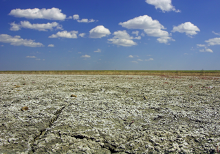 El “cáncer” de la tierra: cómo la salinización está volviendo estériles los campos de cultivo en México