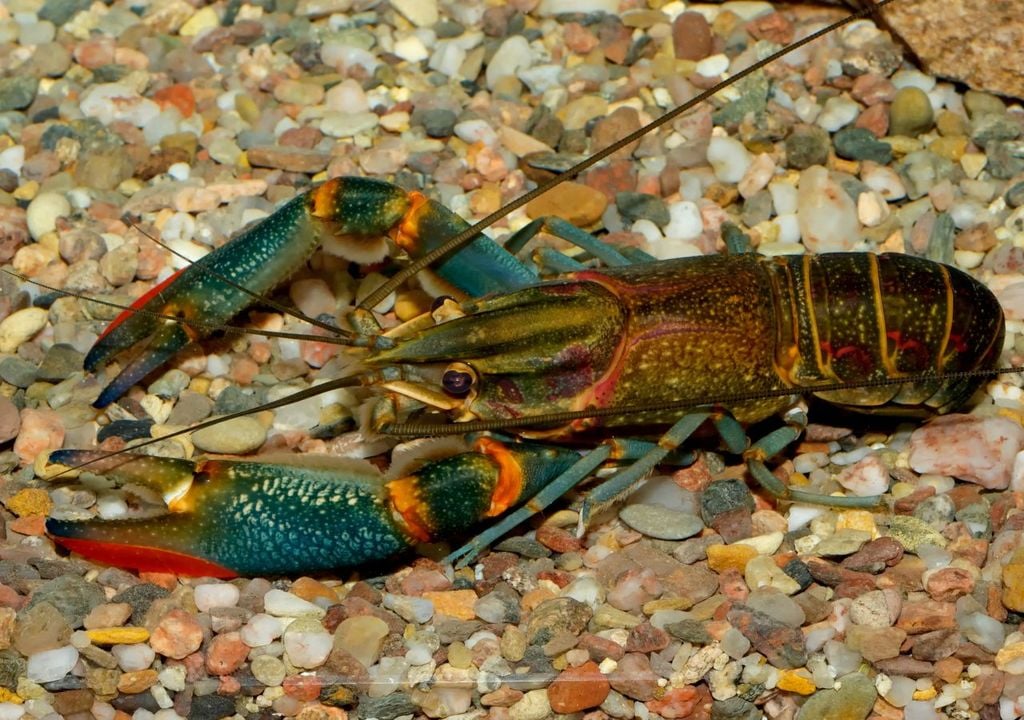Su expansión en las últimas décadas ha alterado ríos, humedales y marismas, desplazando especies autóctonas