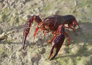 Este cangrejo que parece inofensivo est&aacute; arrasando cientos de r&iacute;os espa&ntilde;oles: por qu&eacute; los expertos est&aacute;n en alerta