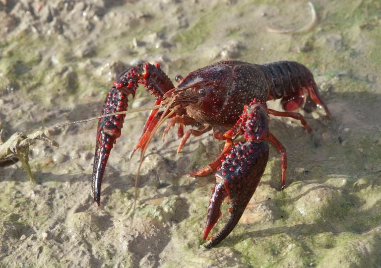 Este cangrejo que parece inofensivo est&aacute; arrasando cientos de r&iacute;os espa&ntilde;oles: por qu&eacute; los expertos est&aacute;n en alerta