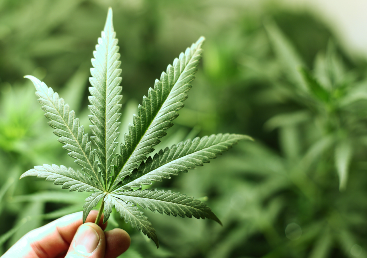 El cannabis también está siendo explorado en el ámbito de la salud mental, con investigaciones que sugieren su eficacia potencial en el manejo de trastornos como la ansiedad y la depresión.