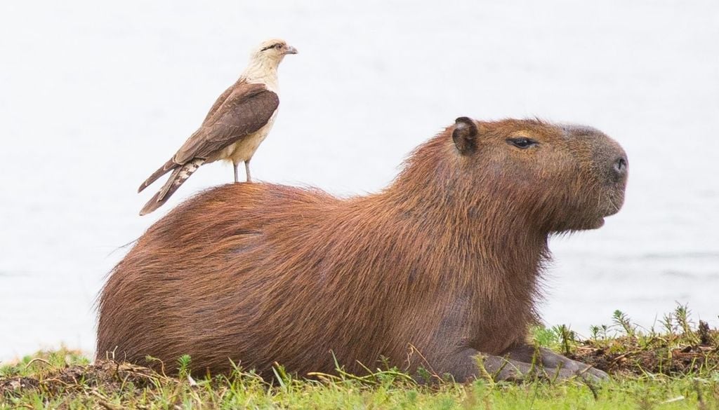 Capibara y pájaro Lejos de ser una excepción, la convivencia con otras especies forma parte del comportamiento natural del capibara.