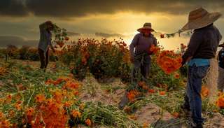 El cempas&uacute;chil ya est&aacute; aqu&iacute;: la flor mexicana que pinta octubre y puede seguir floreciendo hasta noviembre