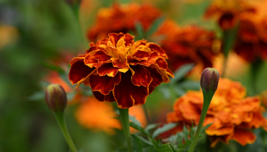 No todas las flores del género Tagetes son iguales: existen variedades con distintos tamaños, formas y combinaciones de amarillo, naranja y rojizo. No todas las flores del género Tagetes son iguales: existen variedades con distintos tamaños, formas y combinaciones de amarillo, naranja y rojizo.