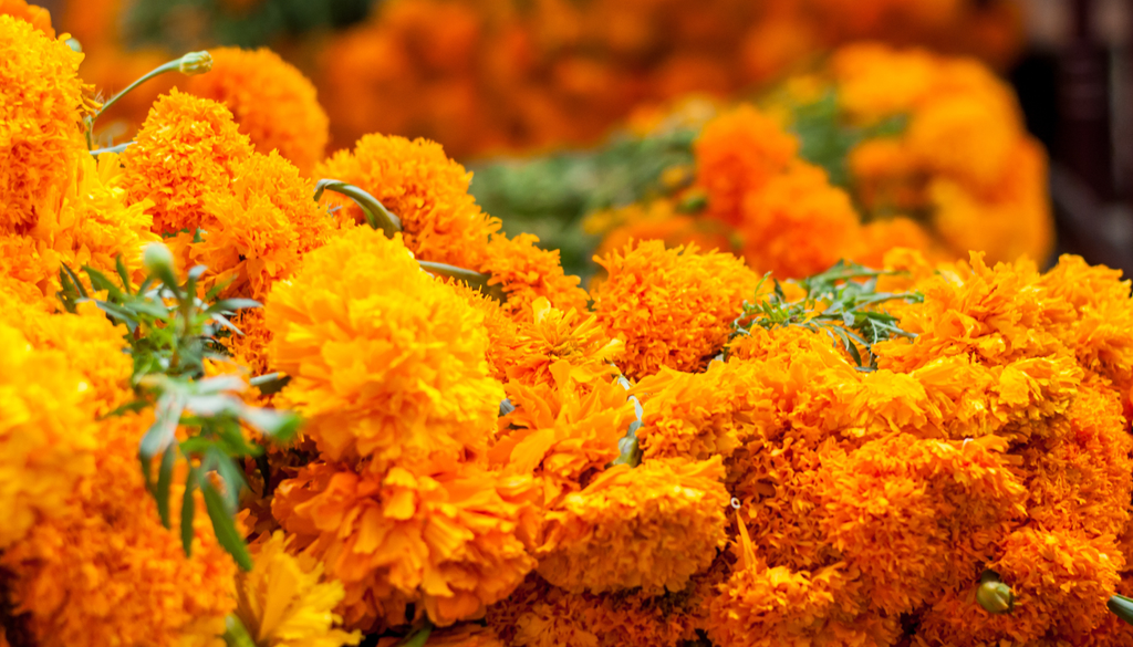 Las cabezuelas del cempasúchil parecen una sola flor, pero en realidad están formadas por numerosas flores pequeñas agrupadas en una inflorescencia. Las cabezuelas del cempasúchil parecen una sola flor, pero en realidad están formadas por numerosas flores pequeñas agrupadas en una inflorescencia.